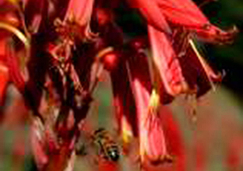 キダチアロエの花とミツバチ