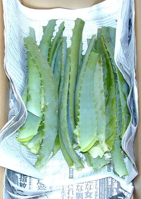 キダチアロエ生葉