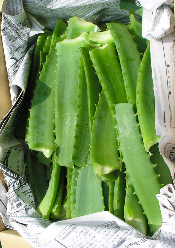 キダチアロエ生葉5kg