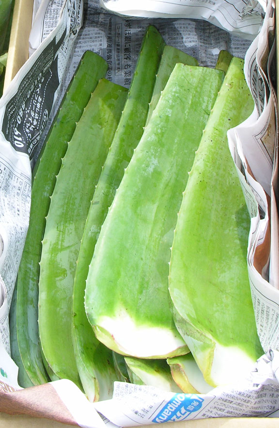 アロエベラ生葉