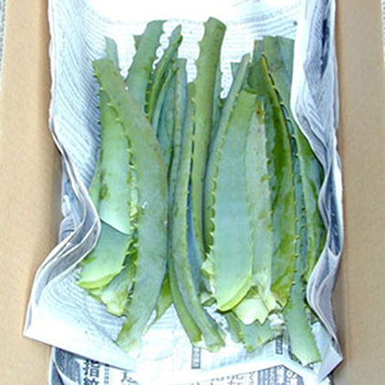 キダチアロエ生葉